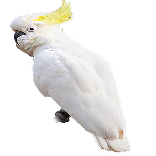 SULPHUR CRESTED COCKATOO Feathers - EARRINGS, CLOAKS, FLY FISHING, JEWELLERY - Bild 8 von 8