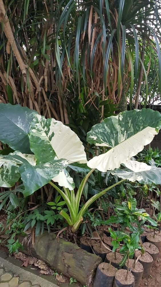 80006 Alocasia Macrorrhiza Greenplants 5 Samen | eBay.de
