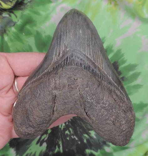 Megalodon Sharks Tooth 4 7/8" inch fossil sharks teeth tooth - Picture 3 of 5