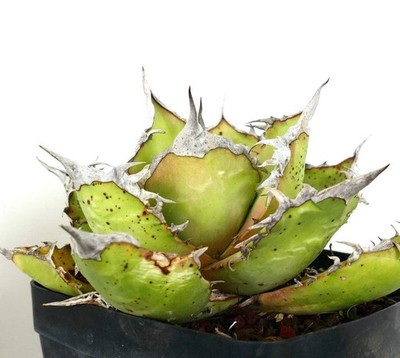 Agave titanota WILD SELECTION - Weiße Agave | Rancho Tambor Agave