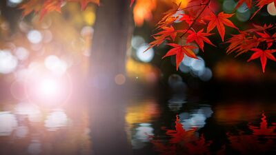 Landscape nature trees leaves bokeh maple lights fall Custom Gaming Mat Desk
