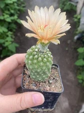 2PCS Neoporteria napina green Beautiful RareSucculent  Plant  seedgrowth 2-3CM