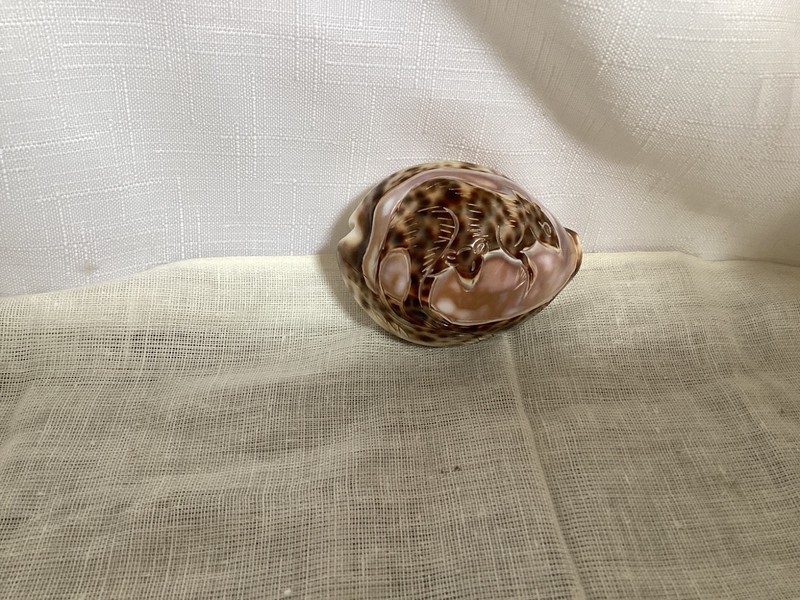 Tiger Cowrie Shell With Kangaroo Mom & Baby In Pouch