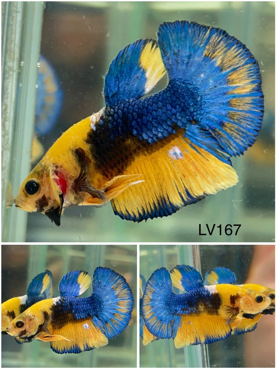 Las mejores ofertas en Amarillo Betta | eBay