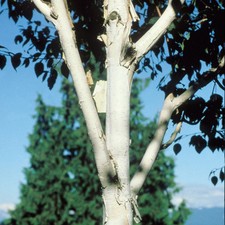 Betula utilis var. Jacquemontii - Silver Birch - Plant in 1 L Pot