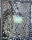 Spirit Halloween Fenced In Hi-Voltage Zombie retired Animatronic NO SOUND — photo 8