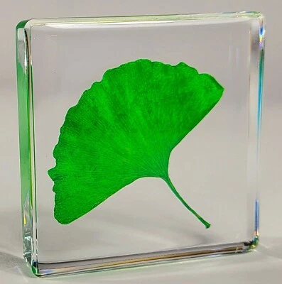 HQRP-CRYSTAL 48mm Echt Ginkgo Biloba Blatt IN Klar Lucite Kunstharz Getrockneter Pressed Herb