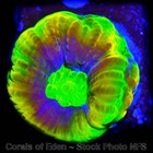 Corals of Eden ~ NON WYSIWYG Live Coral Frag ~ Dragon Soul Favia Coral ~ LPS SPS — photo 5
