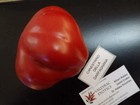 Canestrino della Garfagnana Tomate 5+ Samen Erbstck Samen P 281