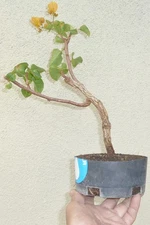 Bougainvillea California Gold Pre Bonsai Dwarf Shohin Nice Trunk Flowers