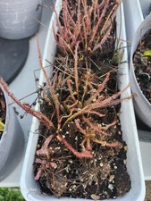 Drosera filiformis 'Florida Red', Thread leaf sundew, carnivorous plant, potted