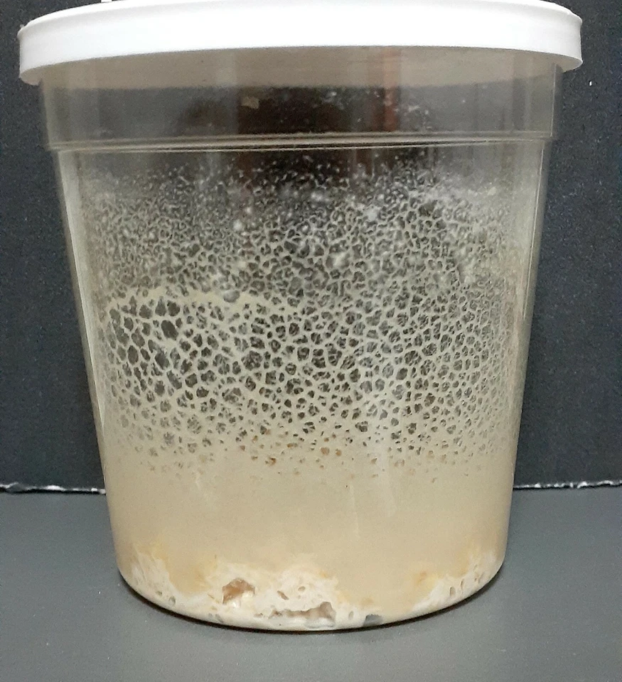 cultivo iniciador microgusano, cultivo microgusano Foto 4 de 4