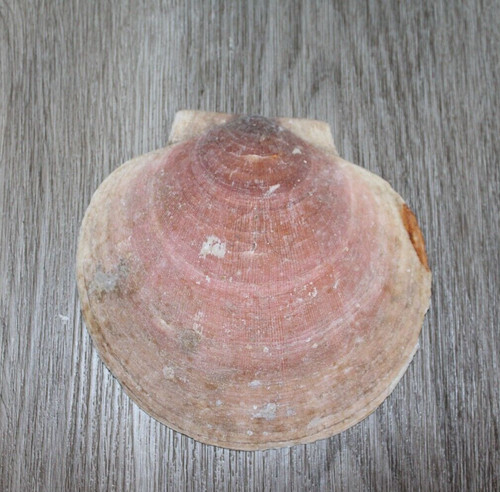 Scallop Shells Placopecten magellanicus 5.5" x 5"