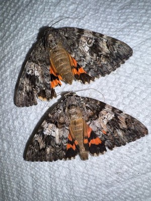 NF5/26 - 2 Catacola ilia Underwing Moths  North Florida NOT A-1