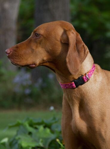 Lupine Originals "Alpen Glow" Dog Collars - 第 3/13 張圖片