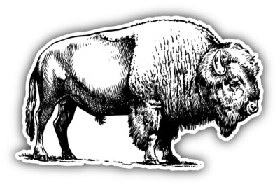 Buffalo Hand Drawn Car Bumper Sticker Decal
