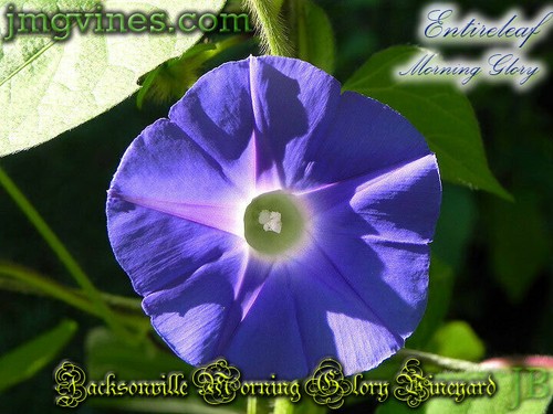 Ganzblatt Morning Glory Ipomoea Hederacea var Integriuscula 8 Stck. - Bild 5 von 6