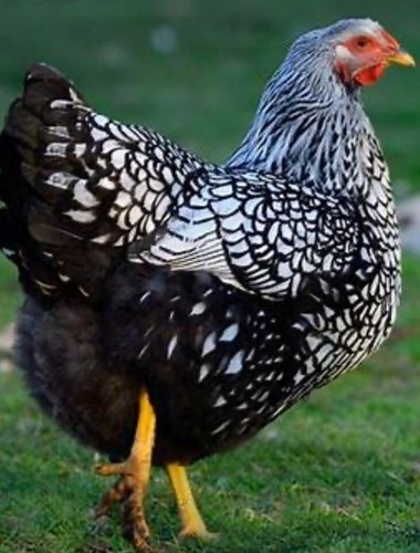 6 Purebred Fresh Unwashed Fertilized SILVER LACED WYANDOTTE Hatching Eggs.