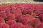 Summer Cypress - Kochia Scoparia - 200+ seeds - GREEN and RED! Z 005