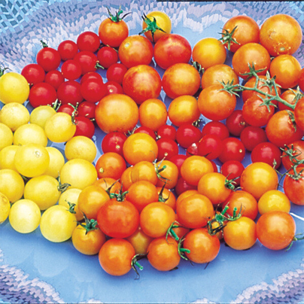 Seeds Tomato Cherry Mix Cocktail Yellow Pink Red Rare Organic