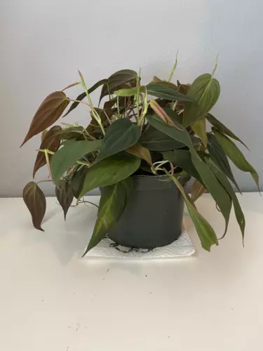 6" Pot: Mican Philodendron Plant