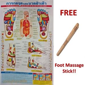 Thai Foot Reflexology Chart