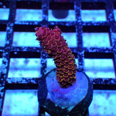 WYSIWYG - REx Red Chocolate Mille - Live Coral