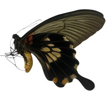Papilio memnon (Mindoro) Papered Specimens Ex Philippines