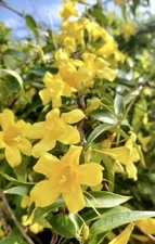 Carolina Jasmine, Yellow Jessamine, Gelsemium Sempervirens - 20 Seeds 2025 - USA