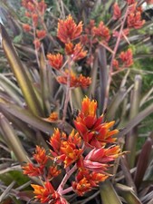full-sun lover  Pup Sale Exotic Bromeliad pup Aechmea Red Yellow Flower,