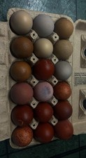 Mixed dozen hens choice BCMs,Olive eggers, multigen backcrosses, austrolorps