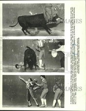 Foto de prensa 1984 Toro engancha matador José Manuel Pinto en corrida de toros de California