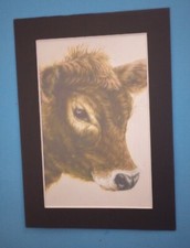 5" x 7" Matted 4" x 6" Print of Portrait Painting of a Young Beef Calf Cow