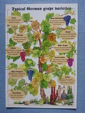 Postal antigua postal variedades de uva alemanas típicas variedades de uva alemanas