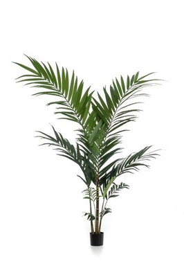 artplants Unechte Kentiapalme Nesta, 150cm