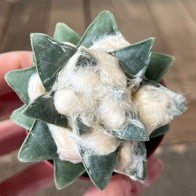 A22-1668 Cactus retusus v. pulcherrimus VM1032, grafted