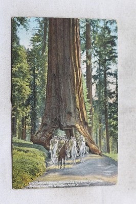 US Troop at Wawona Mariposa Big Tree Grove, USA, USA