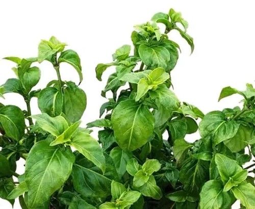 Herb plants, garden ready, 9cm pots lots of choice - Picture 229 of 298