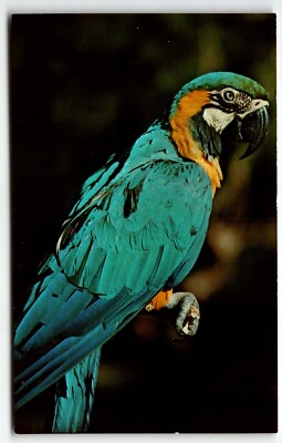Blue and Gold Macaw Sunken Gardens Postcard St. Petersburg Florida FL UNP