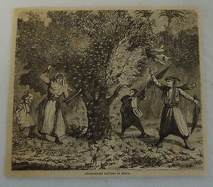 1882 magazine engraving ~ FRIGHTENING LOCUSTS IN SYRIA