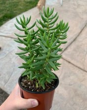 CRASSULA TETRAGONA, in vaso 9 (pianta succulenta di 20 CM, NO TALEA) più OMAGGIO
