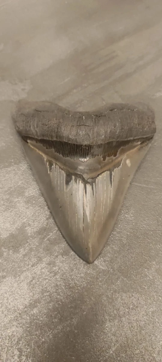 Spilla in smalto duro con squalo megalodonte - Italia
