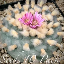 RARE SEEDS (10pk) L0ph…v. SHAFTER x10 (Ten) Cactus US SELLER