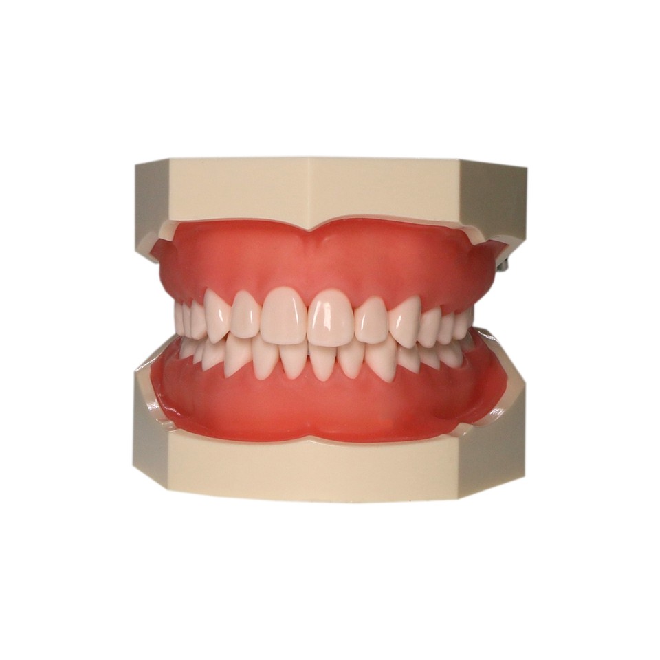 Guancia simulazione gomma dentale US 200/500 tipo denti Guancia simulazione gomma dentale US 200/500 tipo denti