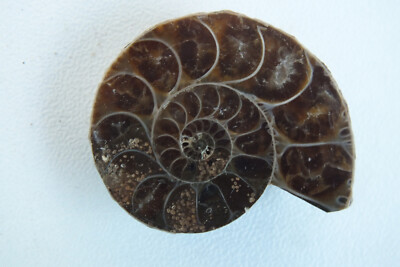 Ammonit  Madagaskar 2,8 cm Fossil (240104)