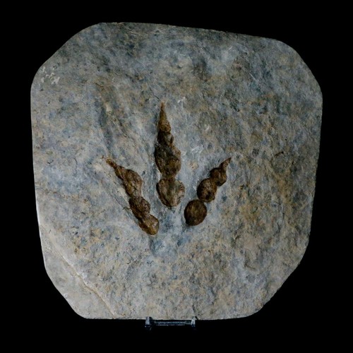 4,6" Grallator Variabilis Dinosaurier Spuren Fußabdrücke Jurassic Age Frankreich Echtheitszertifikat - Bild 5 von 8
