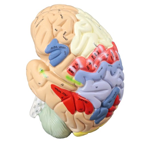 Vision Scientific VAB472 2x Color Coded Functional Brain-4 Parts | 9 Colors - Picture 3 of 6