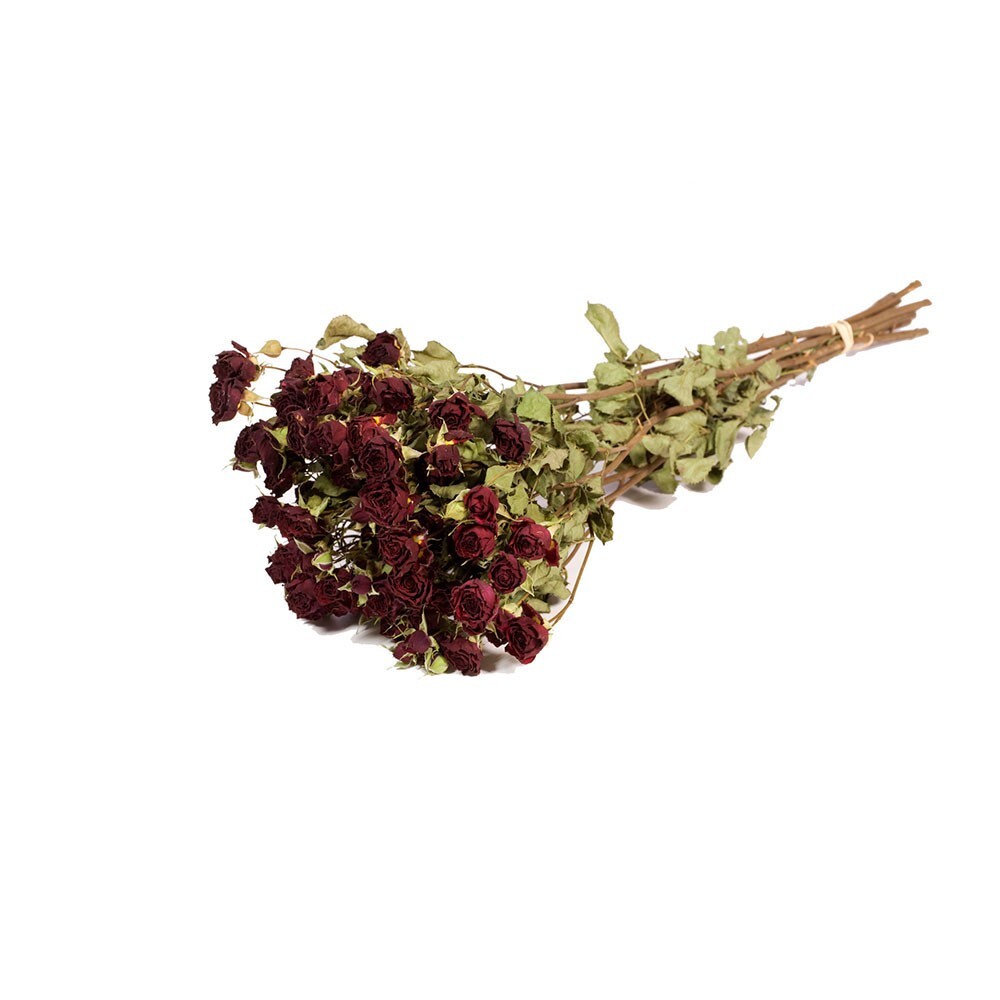 Dried Bunch Natural Spray of Roses 50cm/20 Inches Red