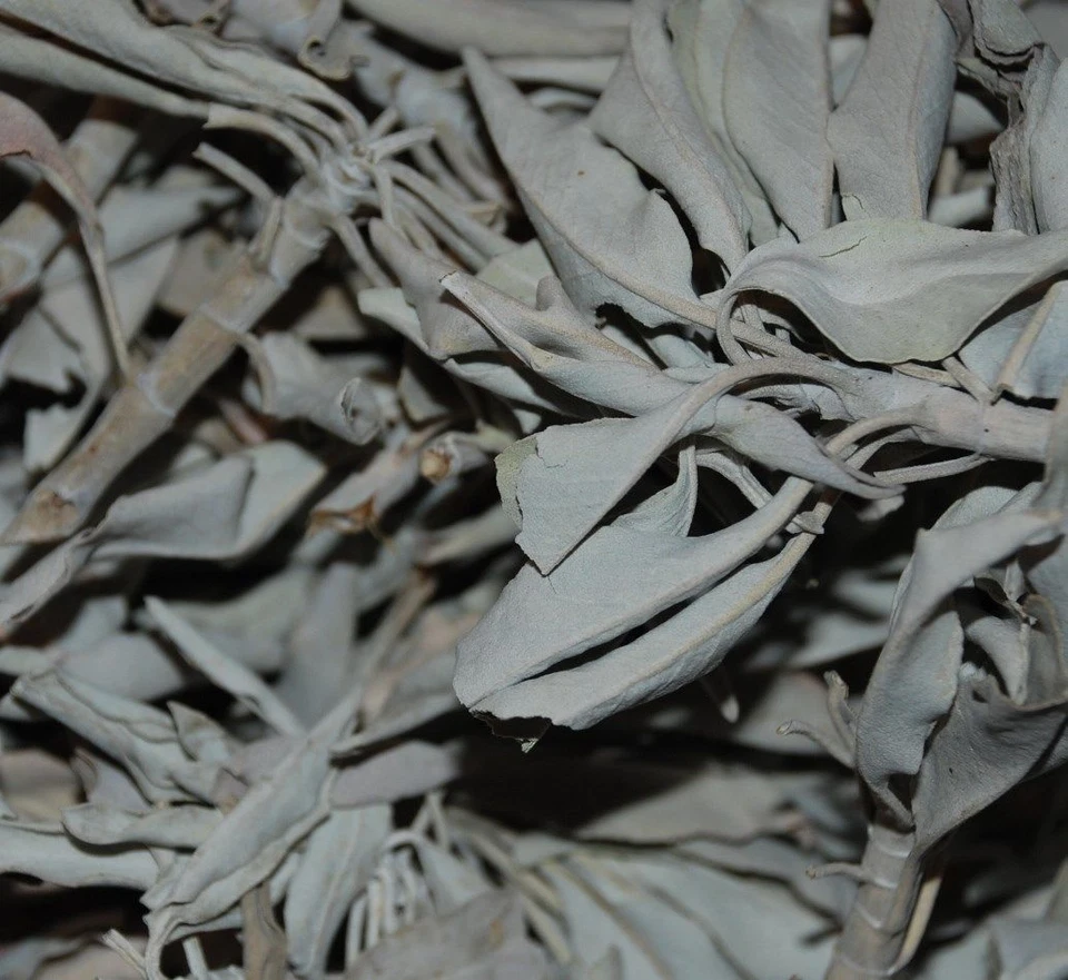 Salvia Apiana Weißer Salbei White Sage Indianersalbei (15,80-42,00€/100g)