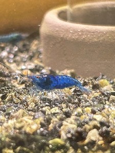 Lot de 10+1 Crevettes Neocaridina Blue Velvet/dream Aquarium poisson plante